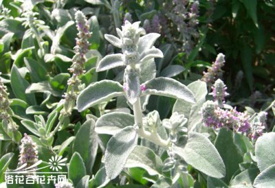 宿根花卉绵毛水苏简介 绵毛水苏照片图