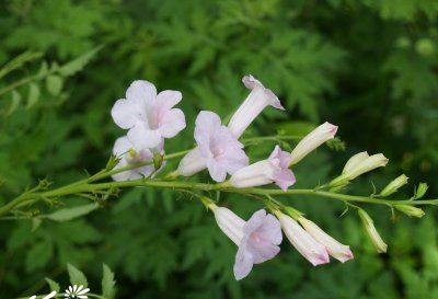 宿根花卉两头毛简介 两头毛长什么样图