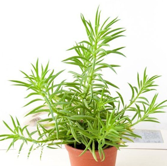 斧叶椒草图片一