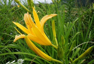 金针菜（黄花菜）介绍 金针菜（黄花菜）照片图