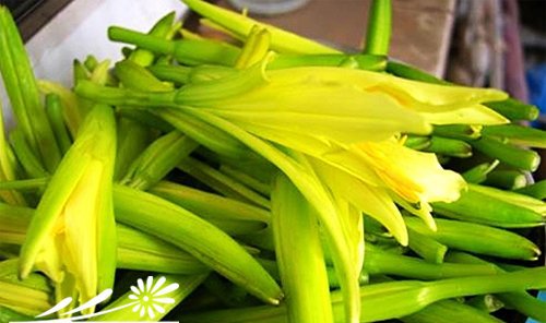 金针菜（黄花菜）图片二