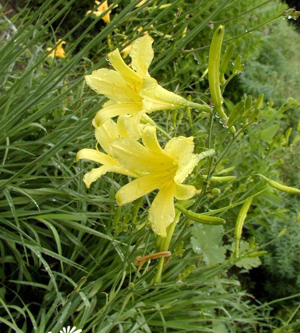 金针菜（黄花菜）图片三
