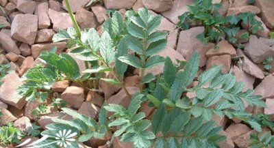 红菠萝花简介 红菠萝花照片图
