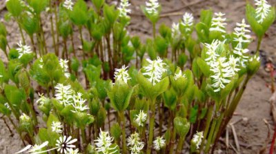 宿根花卉根线草介绍 根线草照片图