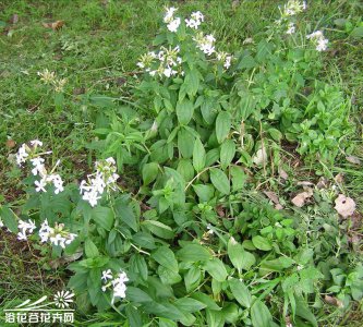 宿根花卉肥皂草简介 肥皂草长什么样图