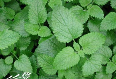 花卉香蜂草简介 香蜂草图片大全