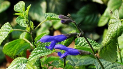 花卉深蓝鼠尾草简介 深蓝鼠尾草图片