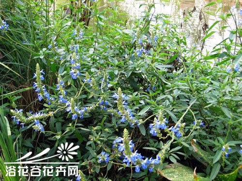 天蓝鼠尾草图片二