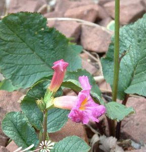 单叶菠萝花介绍 单叶菠萝花图片集