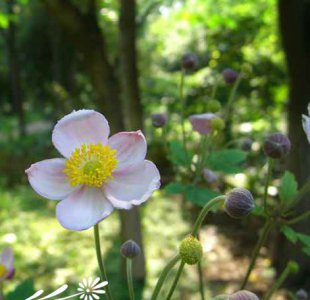 宿根花卉大火草简介 大火草图片大全