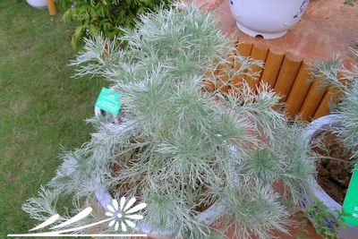 朝雾草图片三