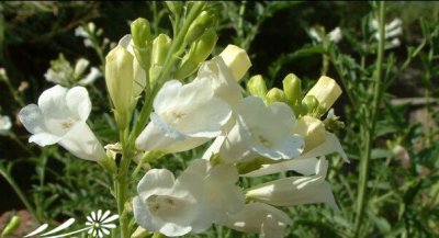 白花两头毛详解 白花两头毛图片欣赏