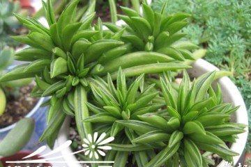 多肉植物刀叶椒草简介 刀叶椒草图片大全