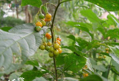 旋花茄简介 旋花茄长什么样图