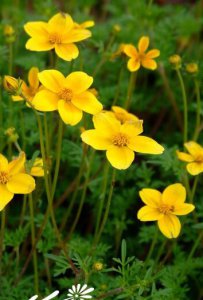 花卉细叶菊介绍 细叶菊照片图