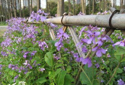香花芥介绍 香花芥图片