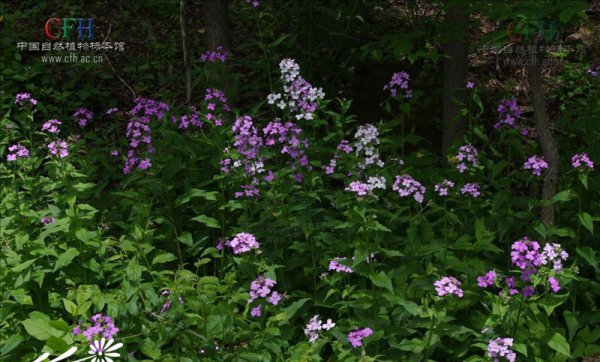 香花芥图片三
