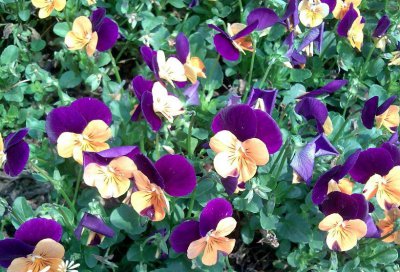 花卉香堇菜简介 香堇菜图片集