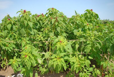 花卉垂鞭绣绒球介绍 垂鞭绣绒球图片大全