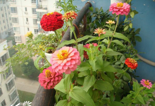 小百日草图片三