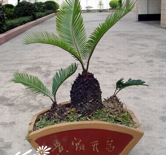 叉叶苏铁图片三