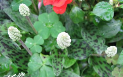 花卉油点百合介绍 油点百合图片集