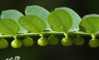 花卉珍珠草简介 珍珠草长什么样图