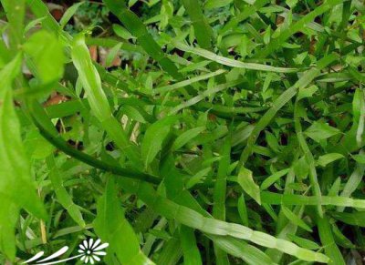 花卉竹节蓼介绍 竹节蓼长什么样图