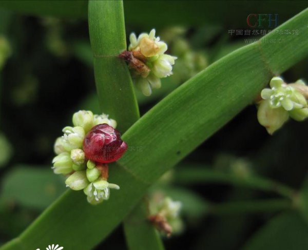 竹节蓼图片三