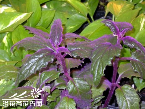 紫鹅绒图片二
