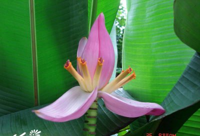 花卉紫苞芭蕉简介 紫苞芭蕉图片大全