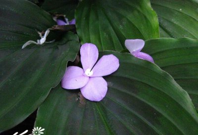 紫花（S-N）介绍 紫花（S-N）图片大全
