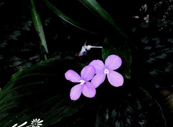 紫花（S-N）图片二