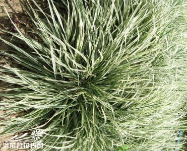 花叶燕麦草介绍 花叶燕麦草图片欣赏