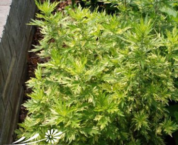 花卉黄金艾蒿详解 黄金艾蒿图片欣赏