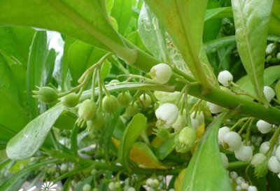 草海桐介绍 草海桐图片大全