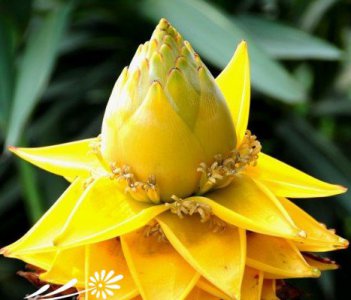 花卉地涌金莲介绍 地涌金莲图片大全
