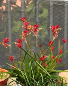 袋鼠爪花简介 袋鼠爪花图片集