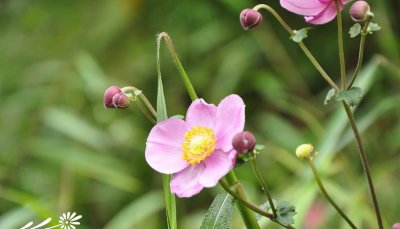 野棉花介绍 野棉花图片欣赏