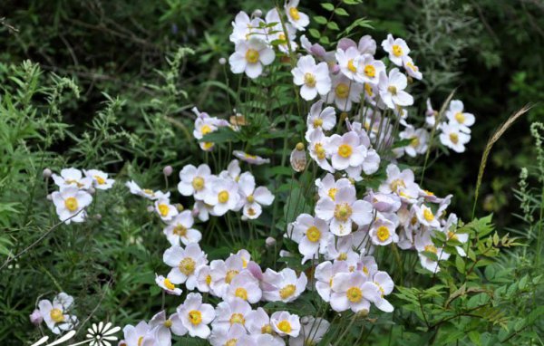 野棉花图片三