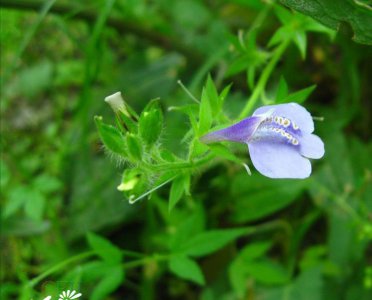花卉弹刀子菜介绍 弹刀子菜图片欣赏