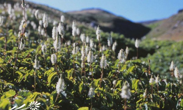 大白花地榆图片一