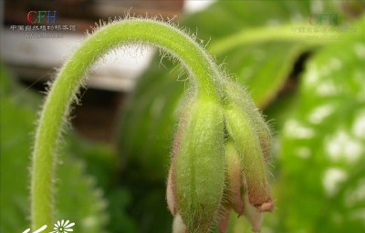 花卉烟叶唇柱苣苔简介 烟叶唇柱苣苔照片图