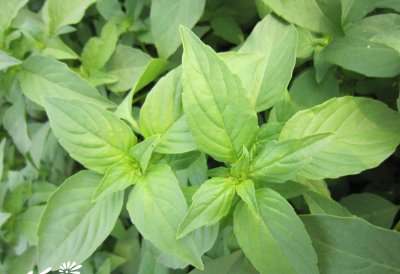 花卉荆芥简介 荆芥照片图
