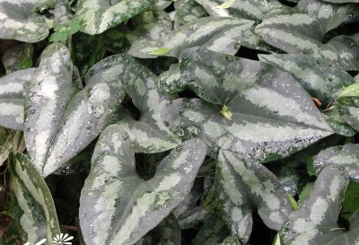 花脸细辛简介 花脸细辛图片集