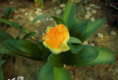 常绿花木虎耳兰简介 虎耳兰图片欣赏