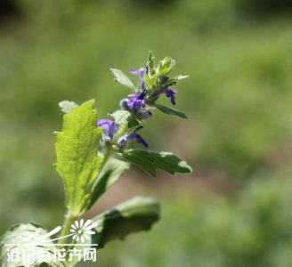 多花筋骨草简介 多花筋骨草图片大全
