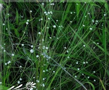 花卉谷精草简介 谷精草图片集
