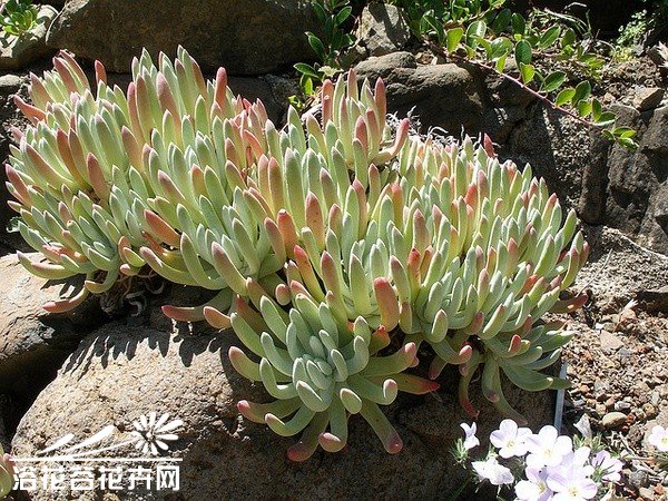 千寿姬图片二