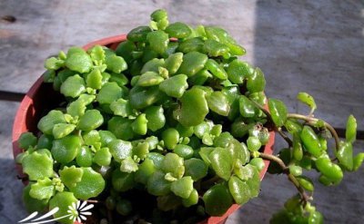 多肉卧地延命草简介 卧地延命草图片欣赏